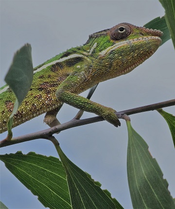 cameleon of madagascar