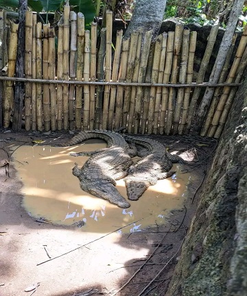 couple crocodile