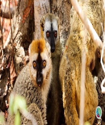Lemur in forest