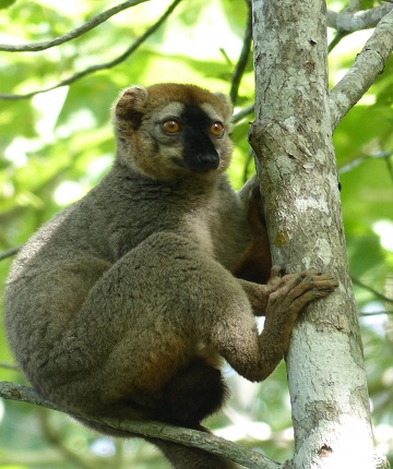 Lemur in forest