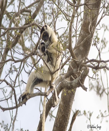 Lemur in forest