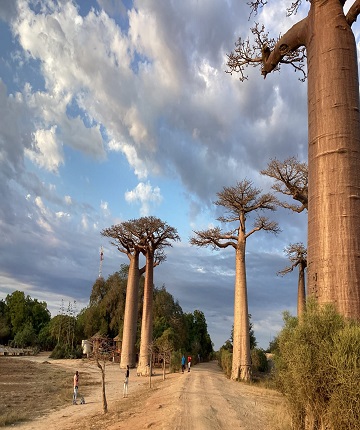 Avenue baobab