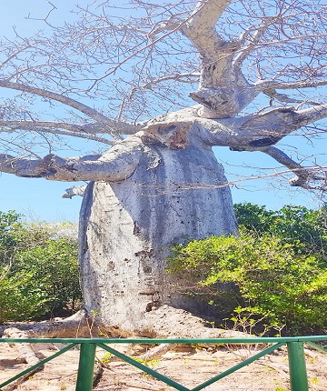 Baobab tree