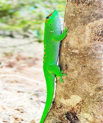 gecko